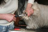 GRIFFES - SKYE TERRIER 068